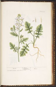 Levy 242, "A Curious Herbal" tekijältä Elizabeth Blackwell