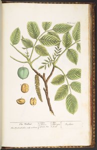 Levy 247, The Wallnut, "Utelias yrtti" tekijältä Elizabeth Blackwell