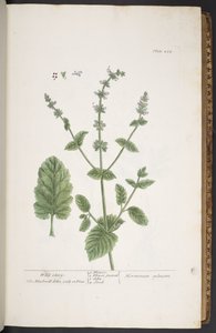 Levy 258, "A Curious Herbal" tekijältä Elizabeth Blackwell
