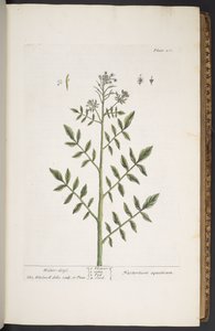 Levy 260, "A Curious Herbal" tekijältä Elizabeth Blackwell