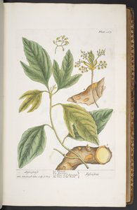 Levy 267, "A Curious Herbal" tekijältä Elizabeth Blackwell