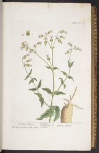 Levy 268, "A Curious Herbal" tekijältä Elizabeth Blackwell