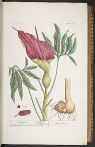 Levy 269, Dragons tai Dracontium, "A Curious Herbal" tekijältä Elizabeth Blackwell