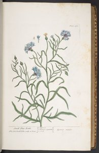 Lauta 270, pieni sininen pullo, "A Curious Herbal" tekijältä Elizabeth Blackwell