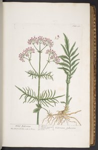 Levy 271, "A Curious Herbal" tekijältä Elizabeth Blackwell