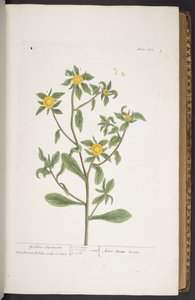 Levy 272, "A Curious Herbal" tekijältä Elizabeth Blackwell