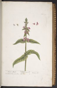 Levy 273, "A Curious Herbal" tekijältä Elizabeth Blackwell