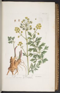 Levy 275, "A Curious Herbal" tekijältä Elizabeth Blackwell