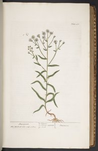 Levy 276, "A Curious Herbal" tekijältä Elizabeth Blackwell