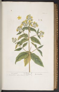 Levy 278, "A Curious Herbal" tekijältä Elizabeth Blackwell