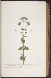 Levy 280, "A Curious Herbal" tekijältä Elizabeth Blackwell
