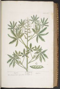 Levy 282, "A Curious Herbal" tekijältä Elizabeth Blackwell
