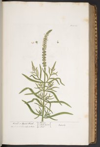 Levy 283, "A Curious Herbal" tekijältä Elizabeth Blackwell