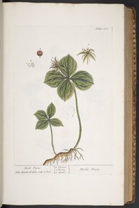 Levy 286, "A Curious Herbal" tekijältä Elizabeth Blackwell