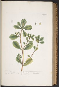Levy 287, "A Curious Herbal" tekijältä Elizabeth Blackwell