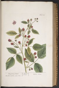 Levy 289, "A Curious Herbal" tekijältä Elizabeth Blackwell