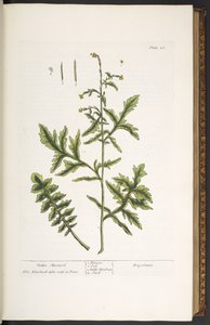 Levy 28, Hedge Sinappi, "A Curious Herbal" tekijältä Elizabeth Blackwell