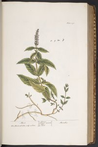 Levy 290, "A Curious Herbal" tekijältä Elizabeth Blackwell