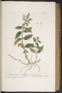 Levy 291, "A Curious Herbal" tekijältä Elizabeth Blackwell