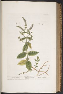 Levy 292, "A Curious Herbal" tekijältä Elizabeth Blackwell