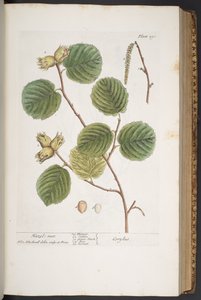 Levy 293, "A Curious Herbal" tekijältä Elizabeth Blackwell