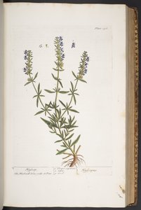 Levy 296, "A Curious Herbal" tekijältä Elizabeth Blackwell
