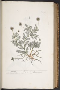 Levy 298, "A Curious Herbal" tekijältä Elizabeth Blackwell