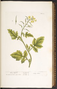 Lauta 29, White Sinappi, "A Curious Herbal" tekijältä Elizabeth Blackwell