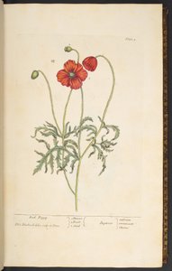 Lauta 2, Punainen unikko, "A Curious Herbal" tekijältä Elizabeth Blackwell
