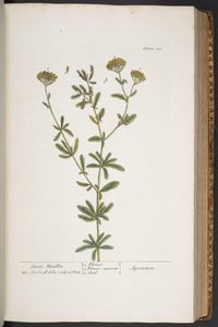 Lauta 300, "A Curious Herbal" tekijältä Elizabeth Blackwell
