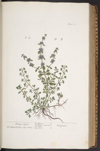 Levy 302, "A Curious Herbal" tekijältä Elizabeth Blackwell