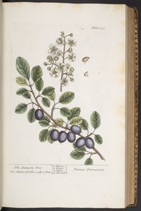 Levy 305, "A Curious Herbal" tekijältä Elizabeth Blackwell