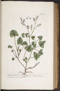 Levy 306, "A Curious Herbal" tekijältä Elizabeth Blackwell