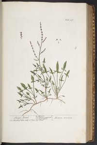 Levy 307, "A Curious Herbal" tekijältä Elizabeth Blackwell