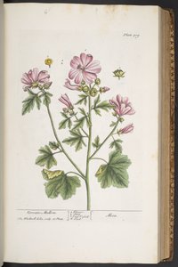 Levy 309, "A Curious Herbal" tekijältä Elizabeth Blackwell