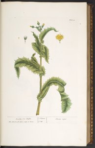 Levy 30, Prickly Son Thistle, "A Curious Herbal" tekijältä Elizabeth Blackwell