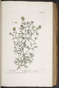 Levy 310, "A Curious Herbal" tekijältä Elizabeth Blackwell