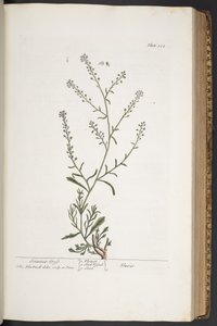Levy 312, "A Curious Herbal" tekijältä Elizabeth Blackwell