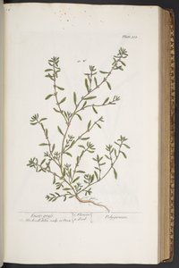 Levy 315, "A Curious Herbal" tekijältä Elizabeth Blackwell