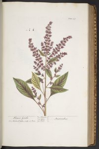 Lauta 317, Flower Gentle tai Amaranthus, "A Curious Herbal" tekijältä Elizabeth Blackwell