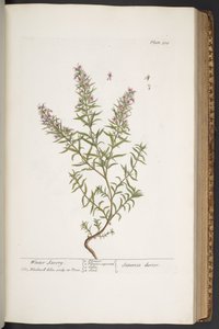 Levy 318, "A Curious Herbal" tekijältä Elizabeth Blackwell