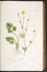 Levy 31, Crow Foot, "A Curious Herbal" tekijältä Elizabeth Blackwell