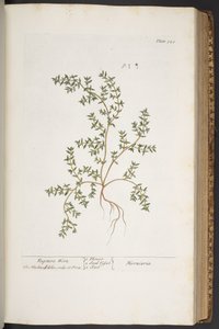 Levy 320, "A Curious Herbal" tekijältä Elizabeth Blackwell