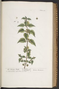 Levy 321, "A Curious Herbal" tekijältä Elizabeth Blackwell