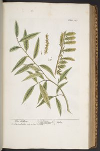 Levy 327, "A Curious Herbal" tekijältä Elizabeth Blackwell