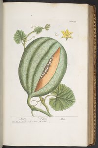 Levy 329, "A Curious Herbal" tekijältä Elizabeth Blackwell
