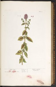 Lauta 32, vesiminttu, "A Curious Herbal" tekijältä Elizabeth Blackwell
