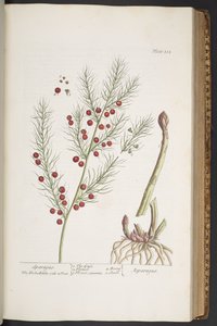 Levy 332, Sparagus, "A Curious Herbal" tekijältä Elizabeth Blackwell