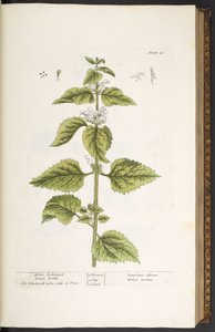 Levy 33, valkoinen arkkienkeli kuollut nokkonen, "A Curious Herbal" tekijältä Elizabeth Blackwell