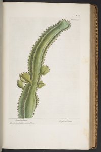 Levy 340, "A Curious Herbal" tekijältä Elizabeth Blackwell